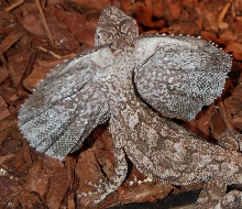 Frilled Lizard (-3)