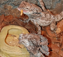 Frilled Lizard (-4)