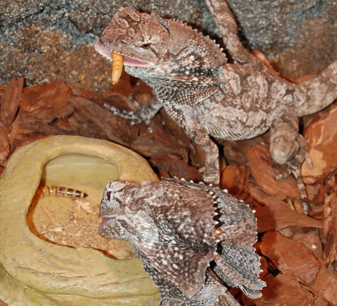 Frilled Lizard (-4)