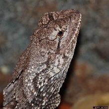 Frilled Lizard (-5)