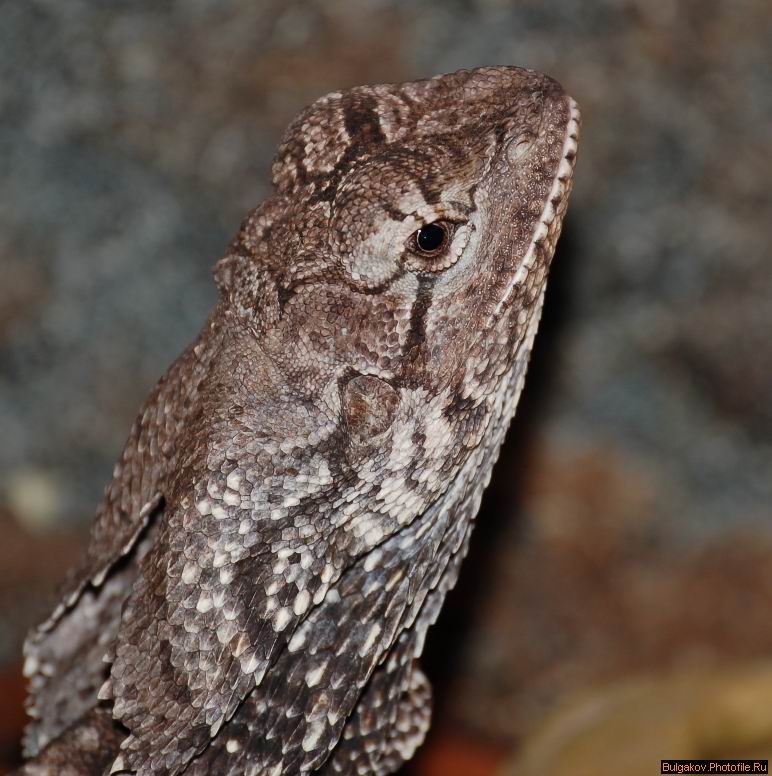 Frilled Lizard (-5)