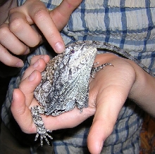 Frilled Lizard (-6)