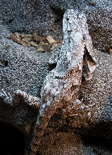 Frilled Lizard (-7)