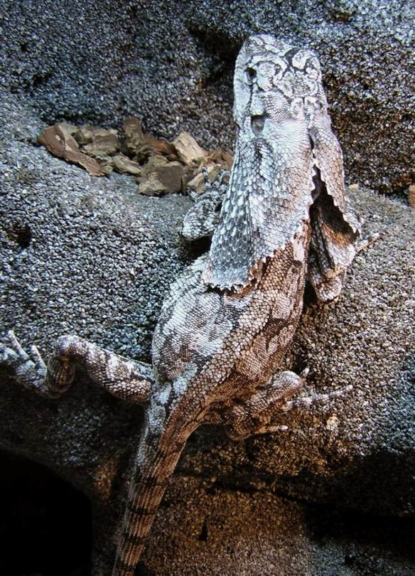 Frilled Lizard (-7)