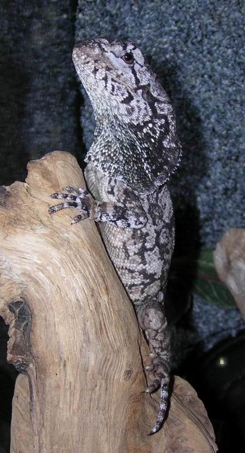 Frilled Lizard (-8)