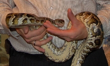 Python Molurus Molurus