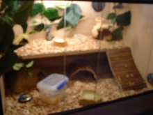 charlies vivarium
