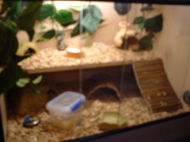 charlies vivarium