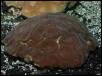 Saltwater - Austin Aquariums