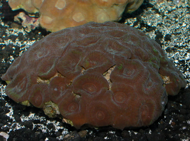 Saltwater - Austin Aquariums