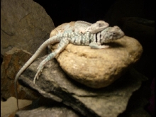 doublebask