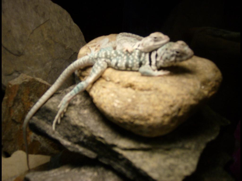 doublebask