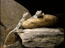 duo