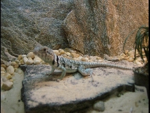 female