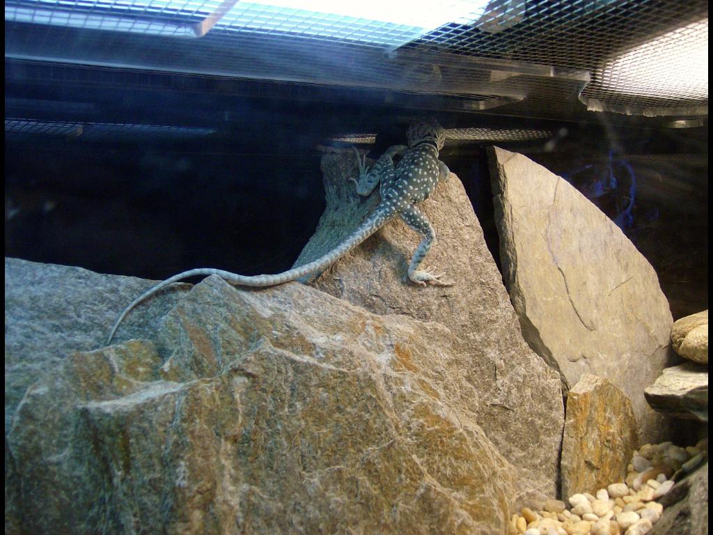 female climbs