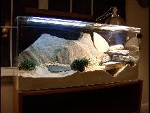 Oblique View