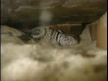 sleeping