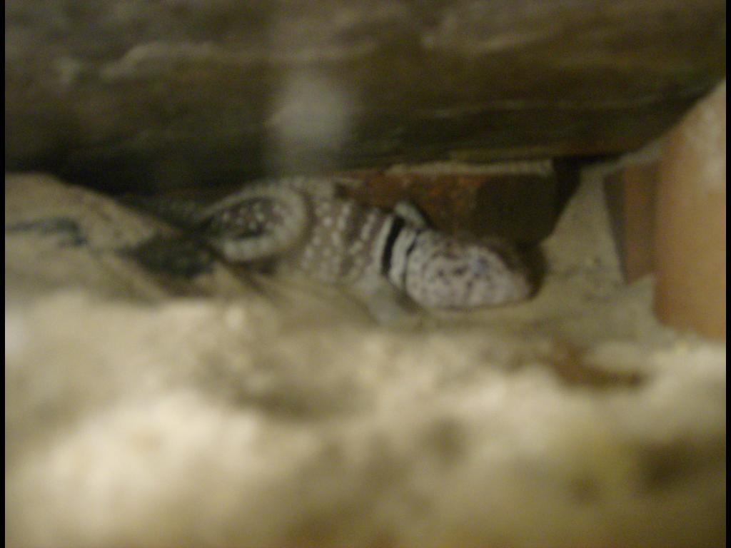 sleeping