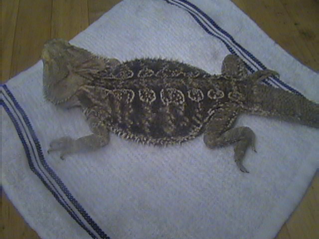 dragon