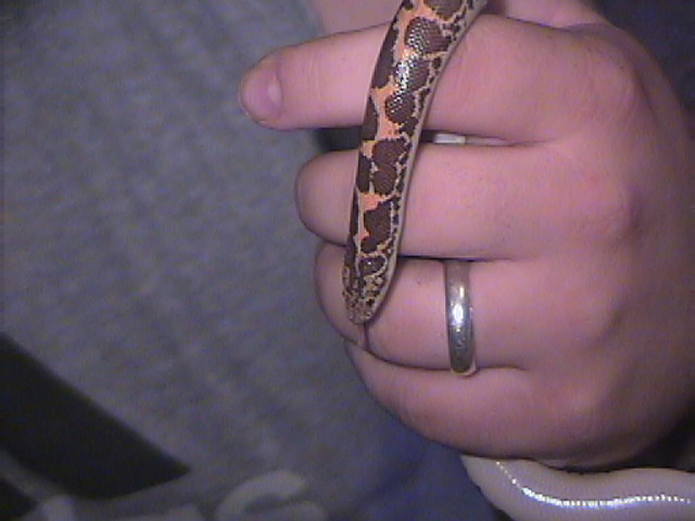 sand boa 2