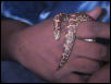 sand boa