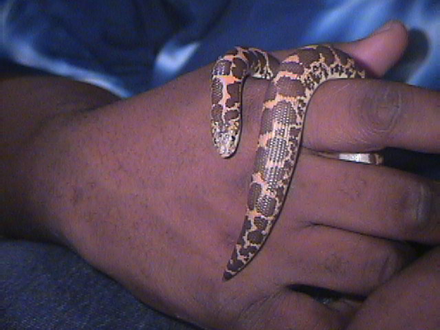 sand boa