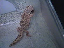 hatchling