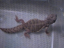 hatchling