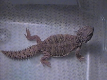 hatchling