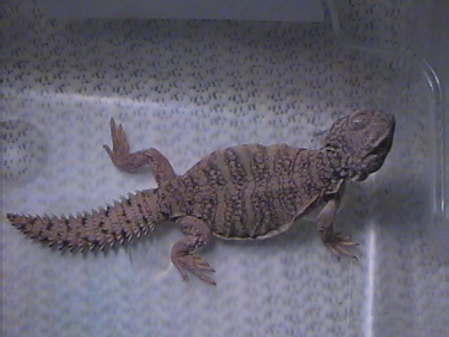 hatchling