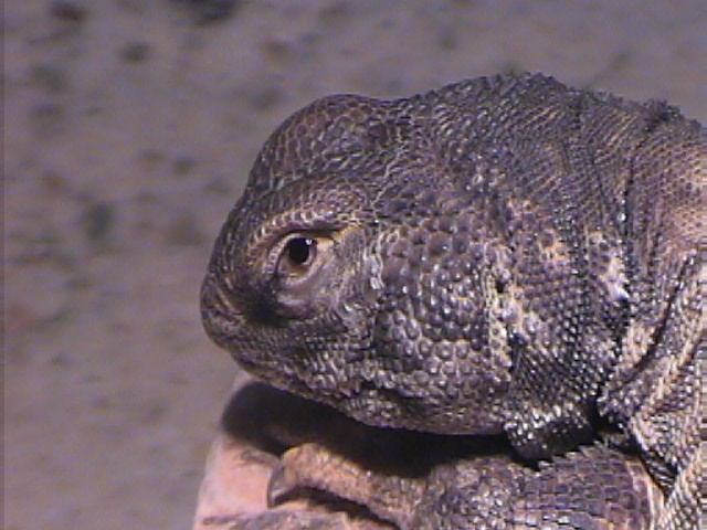 Percilla1