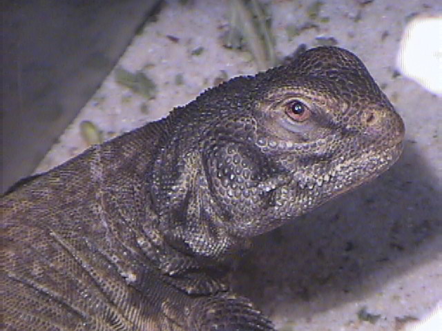 Percilla2