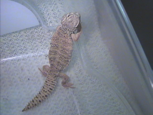 hatchling