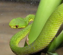 Cryptelytrops
