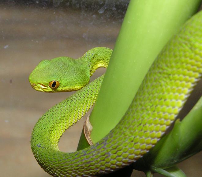 Cryptelytrops