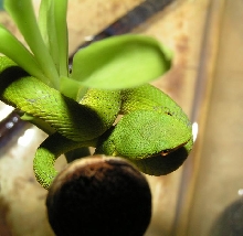 Cryptelytrops