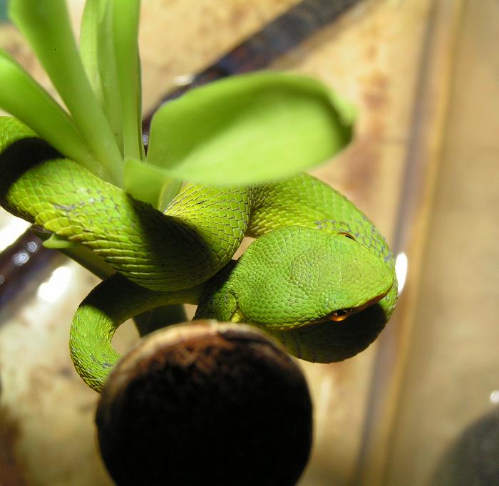Cryptelytrops