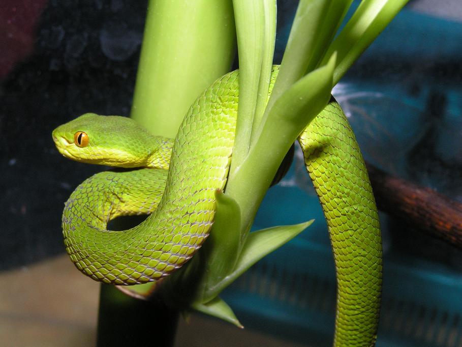 Cryptelytrops