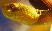 head