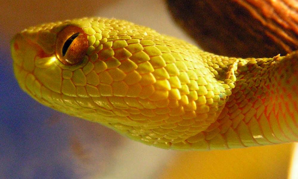 head