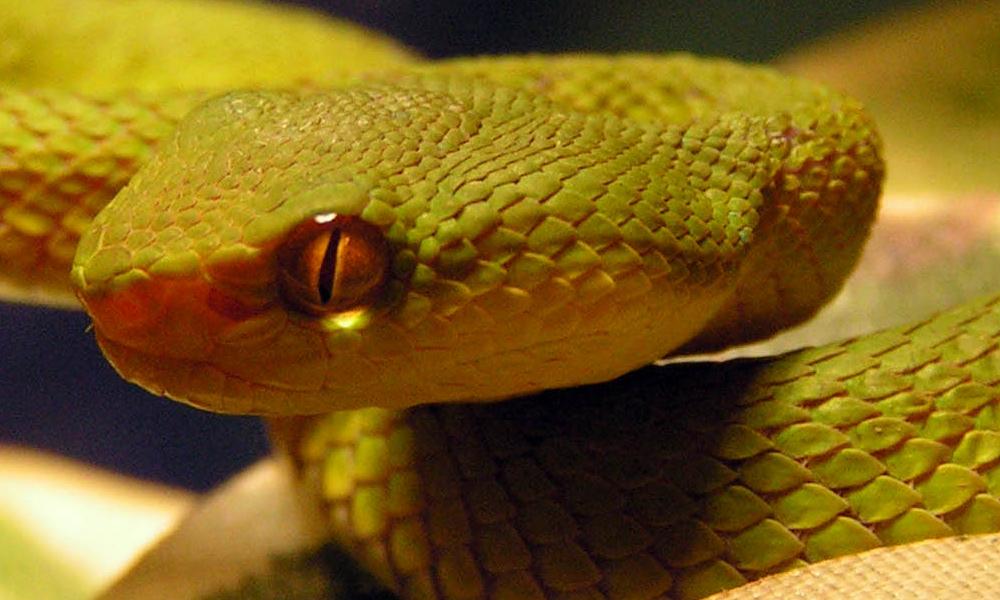 head