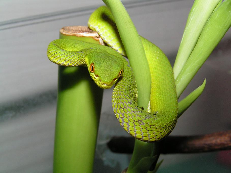 Cryptelytrops