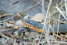 water snake
