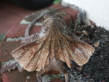 Aussy Red Female