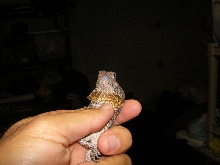 baby Aussie 2