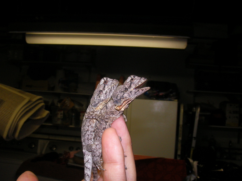 baby Aussie 3