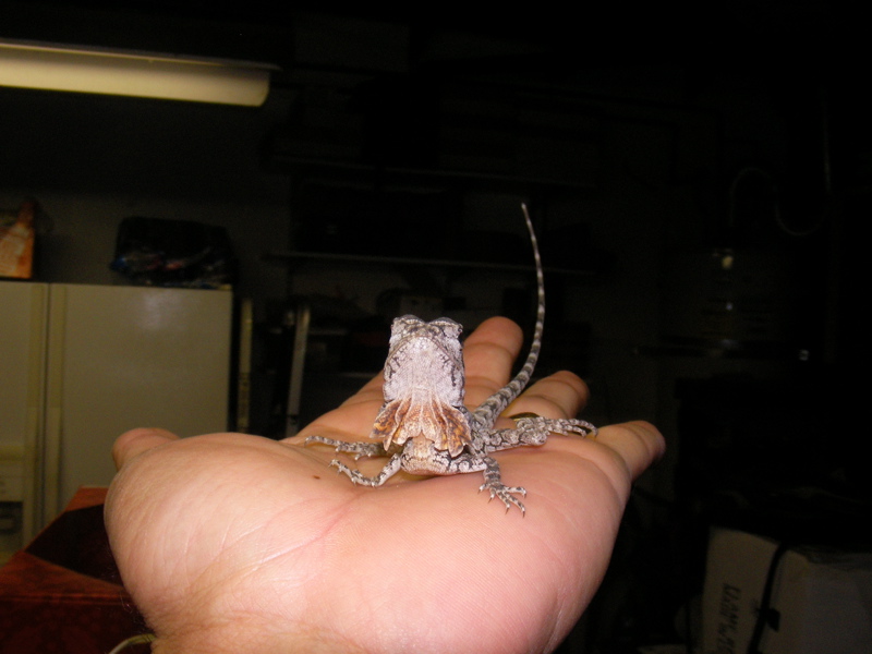 baby frill 5