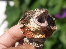 baby Aussie frill