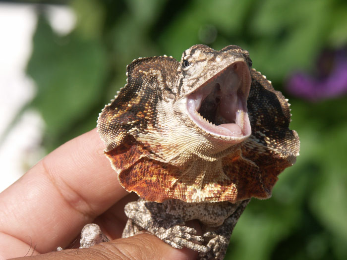 baby Aussie frill