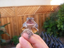 baby kingii